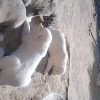 کوچوک نسل دار اینده دار|سگ|باخزر, |دیوار