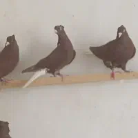 کبوتر سرخن دم سفید|پرنده|کرمانشاه, |دیوار