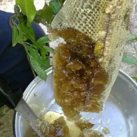 عسل محلی برایی فروش