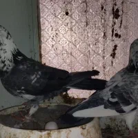 المانی درجه یک