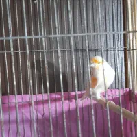 قناری نر بخون موزائیکی و لیمویی