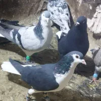 کبوتر پرش|پرنده|نیشابور, فرح بخش|دیوار