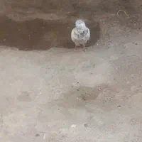 چیل نر قد دار