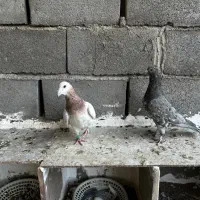 جفت هفت رنگ