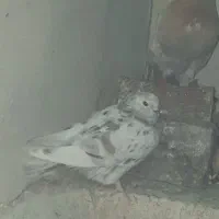 کبوتر|پرنده|گلستان (تهران), |دیوار