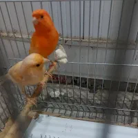 قناری ماده|پرنده|تبریز, |دیوار