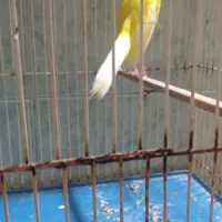 قناری رسمی بلند ،نر|پرنده|رامهرمز, |دیوار