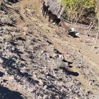 ۴ ارس خر ب فروش میرسد|حیوانات مزرعه|مشگین شهر, |دیوار