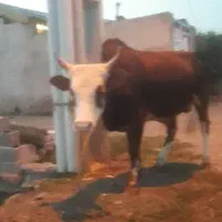 ورزا چالوسی اصیل          گاو لیشه
