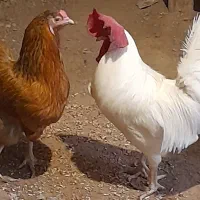 مرغ و خروس