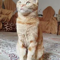 گربه گمشده دختر