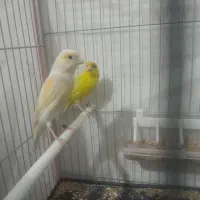 قناری جفت|پرنده|تربت‌حیدریه, طالقانی|دیوار