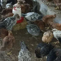 جوجه مرغ|حیوانات مزرعه|شیراز, کرونی(خاتونک)|دیوار