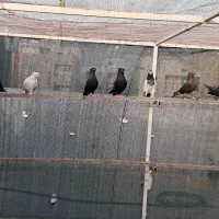 کبوتر