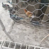 اردک اسراییلی ۷ ماهه