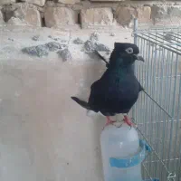دم سفید|پرنده|نجف‌آباد, امیرآباد|دیوار
