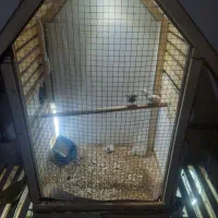 قفس بزرگ خوشگل|لوازم جانبی حیوانات|سبزوار, ولیعصر (نجار آباد)|دیوار