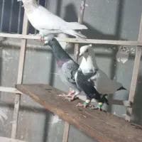 کبوتر پرشی|پرنده|فردیس, فردیس|دیوار