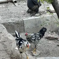 خروس گلین ۵ ماهه|حیوانات مزرعه|شهریار, کهنز|دیوار