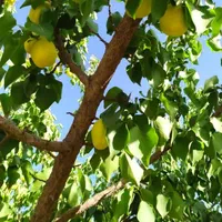 فروش یااجاره ۱واحد دامداری در مجتمع دامداران بروجن