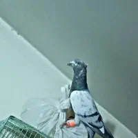 کبوتر سوسکی