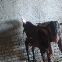 سلام سه نر|حیوانات مزرعه|خرمشهر, |دیوار