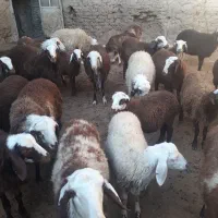 بره نر پلنگی جفتی ۲۶|حیوانات مزرعه|ازنا, |دیوار
