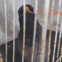 عروس هلندی سخنگو و مینا سخنگو و مرغ عشق سخنگو|پرنده|مشهد, شهرک بهارستان|دیوار