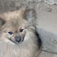 سگ پامرروباهی فندوق|سگ|بهار, |دیوار