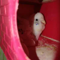 ی جفت مرغ عشق مولد|پرنده|بم, |دیوار