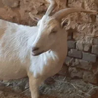 بز سانا ذات شیر آبستن سنگین