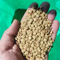 لوبیاچیتی چشمبلبلی عدس نخودبرنج تایلندی|خوردنی و آشامیدنی|دوگنبدان, |دیوار