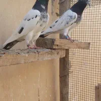 تیدی پاکستانی|پرنده|بندر ماهشهر, |دیوار