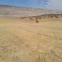 مادیان جوان