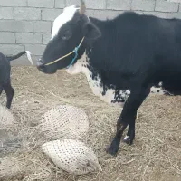 گاو فروشی برای مالداری|حیوانات مزرعه|هیدوچ, |دیوار