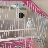 مرغ عشق|پرنده|سنندج, |دیوار