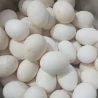 تخم مرغ محلی