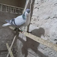 کفتر فروشی توافقی