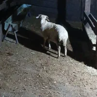 گوسفند  بره نر