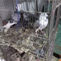 فروش کبوتر نر بزک|پرنده|دزفول, |دیوار