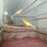 قناری شلاق خون