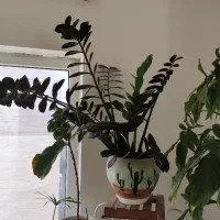 گل طبیعی زیبا