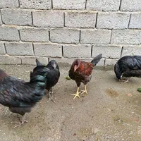 مرغ فریح و خروس