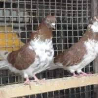 کبوتر پرشی