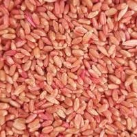 بذر گندم پیشگام آبی