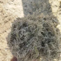 کاه نیشکر علوفه|لوازم جانبی حیوانات|سبزوار, قصبه غربی|دیوار