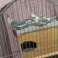 .عروس هلندی|پرنده|میناب, |دیوار