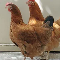 مرغ تخم گذار