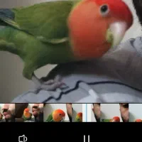 طوطی برزیلی گمشده