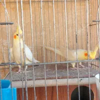 عروس هلندی نرو ماده تخمگذار به شرط